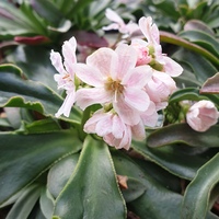 Lewisia 'Brynhyfryd Hybrids'